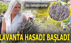 LAVANTA HASADI BAŞLADI