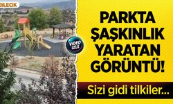 Bilecik'te parkta şaşkınlık yaratan görüntü: Sizi gidi tilkiler...