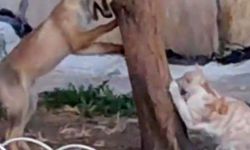 Sokak kedisi ile tilkinin birlikte oyun oynadığını görenlerin yüzlerini güldürdü