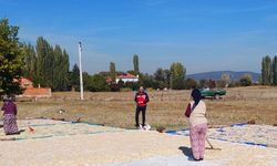 Çavdarhisar Ağarı köyünde çerezlik kabak hasadı başladı