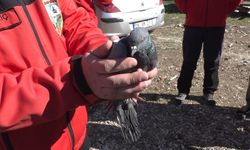 Havalandırma boşluğunda 4 gündür mahsur kalan güvercin kurtarıldı