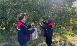 Kiraz ve vişne de zararlılara karşı numune alındı