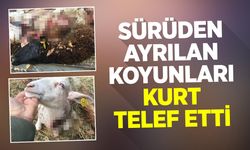 Sürüden ayrılan koyunları kurt telef etti