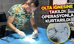 Olta iğnesi batan kedi kurtarıldı