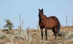 Bulutların dansı ve yılkı atları dron ile görüntülendi