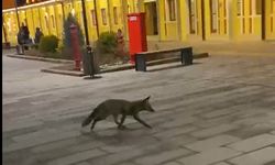 Eskişehir garında tren beklerken gördükleri tilki karşısından hayrete düştüler