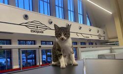 Eskişehir Tren İstasyonu’nun müdavim kedileri