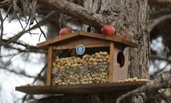 Kütahya Belediyesi’nden sincap ve kuşlara kış esteği