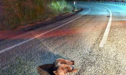 Kütahya’da yavru ayı kara yolunda telef oldu