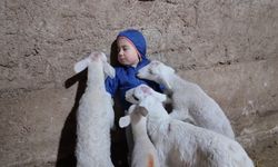 Kuzuların arasında kalan minik Yusuf’un tatlı halleri gülümsetti