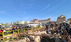 Uzun süredir kapalı olan canlı hayvan pazarı açıldı
