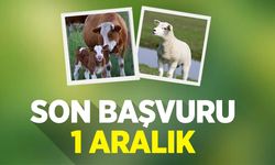 Son Başvuru 1 Aralık