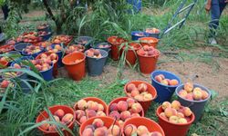 Bilecik'in bereket üçlüsü