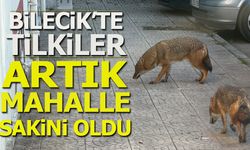 Bilecik'te tilkiler artık mahalle sakini oldu
