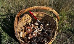 Bilecik'te Yağış sonrası ormanlarda mantar patlaması