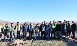 Beylikova Belediyesi bin adet karaçam fidanı dikti