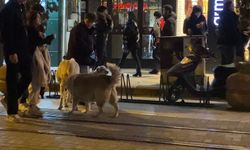 Evcil hayvanıyla yürürken sokak köpeklerinin arasında kaldı