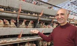 Simav’ın Kuşu beldesinde günlük 15 bin yumurta üretimi