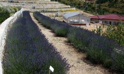 Türkiye’nin en zengin tıbbi aromatik merkezi Eskişehir’de