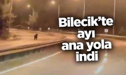 Bilecik’te ayı ana yola indi