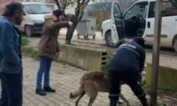 Bilecik’te evcil hayvanlar kayıt altına alınıyor