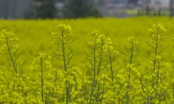 Bilecik’te Kanola Üretimi