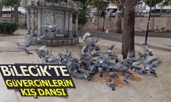 Bilecik’te Güvercinlerin Kış Dansı