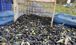 Zeytin Hasadı Sona Erdi