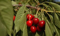 Köy Bahçelerinden Sofralara