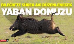 Bilecik'te Yaban Domuzu Sürek Avı Düzenlenecek