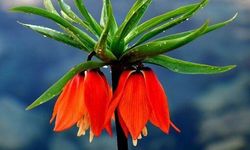 Doğasında Gizli Bir Nostalji: Ters Laleler, “Ağlayan Gelin”in İzinde