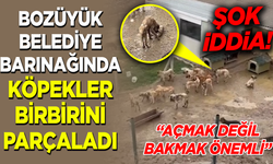 BOZÜYÜK BELEDİYE BARINAĞINDA KÖPEKLER BİRBİRİNİ PARÇALADI!