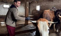 İlkbahar Şap Aşılama Çalışmaları Gölpazarı’nda Devam Ediyor