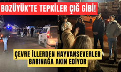 BOZÜYÜK’TE TEPKİLER ÇIĞ GİBİ: ÇEVRE İLLERDEN HAYVANSEVERLER BARINAĞA AKIN EDİYOR!