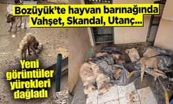 Bozüyük'te hayvan barınağında vahşet, skandal, utanç...