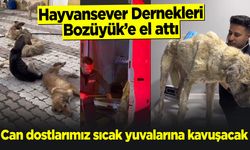 Hayvansever Dernekleri Bozüyük'e el attı