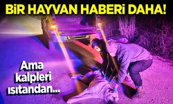 Bir hayvan haberi daha ama kalpleri ısıtandan!