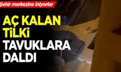 Bilecik'te aç kalan tilki tavuklara daldı