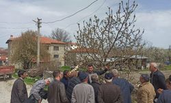 Yenipazar’da Çiftçilere Gübreleme ve Budama Eğitimi Verildi