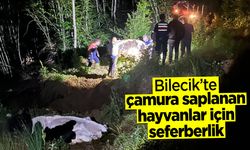Bilecik'te çamura saplanan hayvanlar için seferberlik