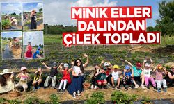Minik Eller Dalından Çilek Topladı