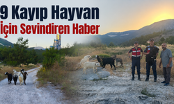 Kayıp Hayvanlar İçin Sevindiren Haber