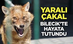 Yaralı Çakal Bilecik'te Hayata Tutundu
