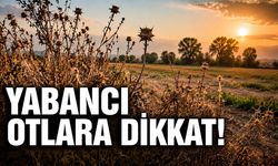 Yabancı Otlara Dikkat