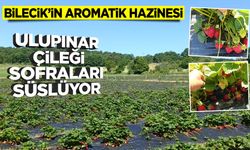 Bilecik’in Aromatik Hazinesi: Ulupınar Çileği Sofraları Süslüyor