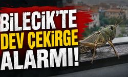 Bilecik'te Dev Çekirge Alarmı!