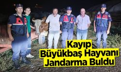 Kayıp Büyükbaş Hayvanı Jandarma Buldu!