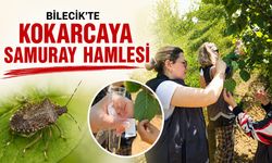 Bilecik'te Kokarcaya Samuray Hamlesi!