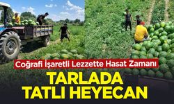 Tarlada tatlı heyecan: Coğrafi İşaretli Lezzette Hasat Zamanı