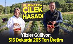 Ulupınar'da Çilek Hasadı
